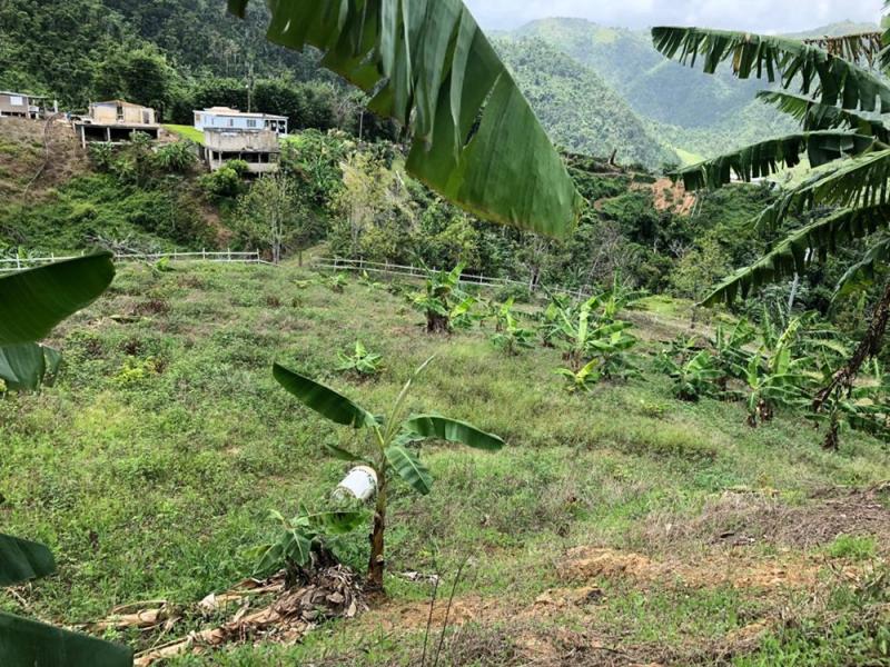 RIO GRANDE, FINCA EN MOROVIS, PUERTO RICO