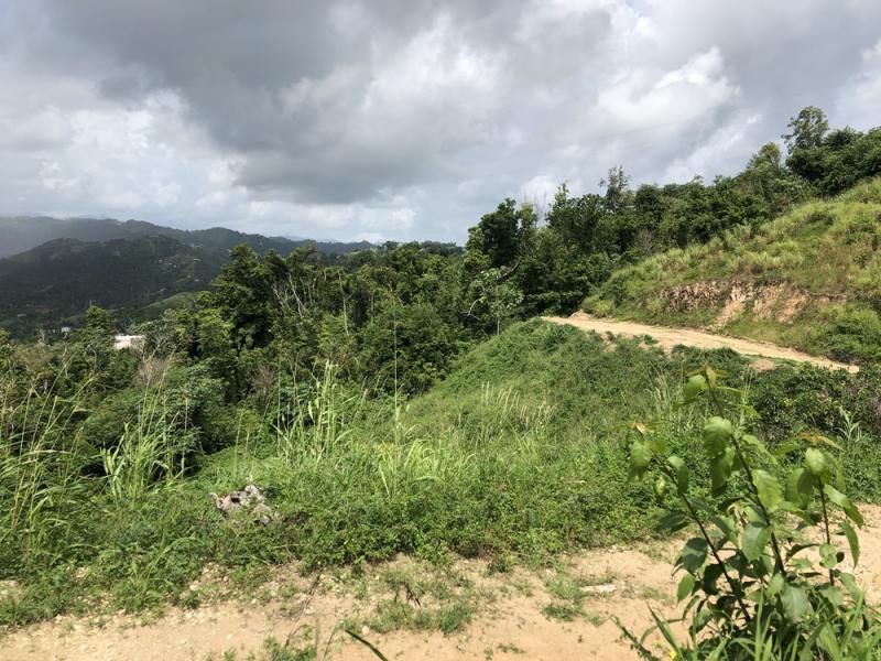 JOBOS, FINCA EN MOROVIS, PUERTO RICO